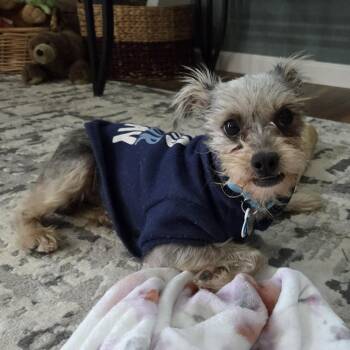 Miniature Schnauzer Dogs Available for Adoption - JIMMY | PetCurious