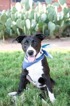 Kayda -  Black Labrador Retriever Dog for Adoption in Franklin, Tennessee - Kayda | PetCurious