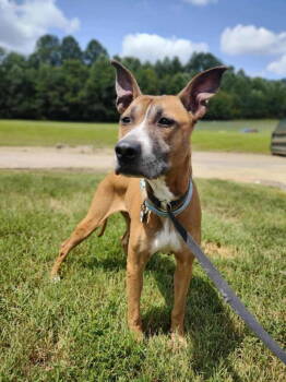 Rescue Boxer and Rhodesian Ridgeback Dogs for Adoption in Herndon, Virginia - Hunie | PetCurious