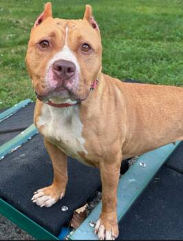 Hope -  American Staffordshire Terrier Dog for Adoption in Merrillville, Indiana - Hope | PetCurious