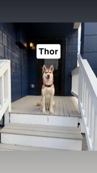 Rescue Husky Dogs for Adoption in Deer Park, Washington - Thor And Loki | PetCurious