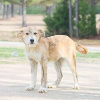Terrier Dogs Available for Adoption - Dickens | PetCurious