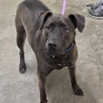 Labrador Retriever Dogs Available for Adoption in Philadelphia, Pennsylvania - Umbreon  | PetCurious