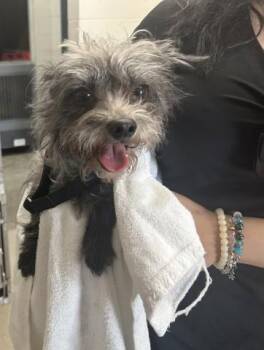 Terrier and Mixed Breed Dogs Available for Adoption - SPRUCE | PetCurious