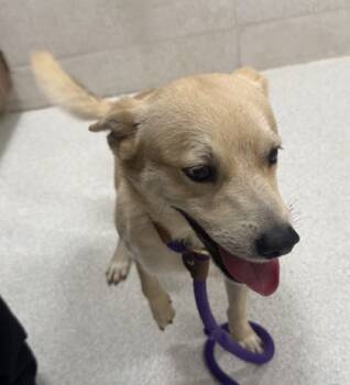 Rescue Carolina Dog and Mixed Breed Dogs for Adoption in Honolulu, Hawaii - 59734574 | PetCurious