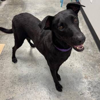 Rescue Labrador Retriever Dogs for Adoption in Williston, Vermont - Nova | PetCurious