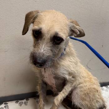 Terrier and Mixed Breed Dogs Available for Adoption in Yuma, Arizona - Rosemary | PetCurious