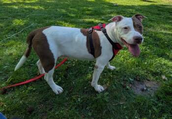 Noodle -  Pit Bull Terrier Dog for Adoption - Noodle | PetCurious