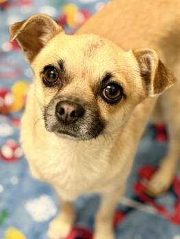 Michael 2 -  Chihuahua Dog Available for Adoption in Cypress, California - Michael 2 | PetCurious