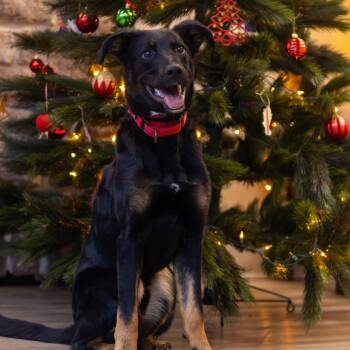 German Shepherd Dog and Bernese Mountain Dog Dogs Available for Adoption in Wilmington, Delaware - Walter (FKA Bain) | PetCurious