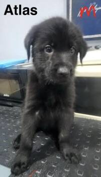 Atlas 1 -  German Shepherd Dog and Standard Poodle Dog for Adoption in Manchester, Connecticut - Atlas 1 | PetCurious