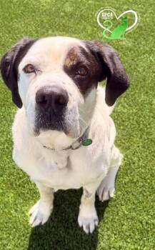 Big Bill -  Bullmastiff Dog for Adoption in Delson, Quebec - Big Bill | PetCurious