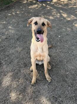 Labrador Retriever and Mastiff Dogs Available for Adoption in Evansville, Indiana - Biscuit | PetCurious