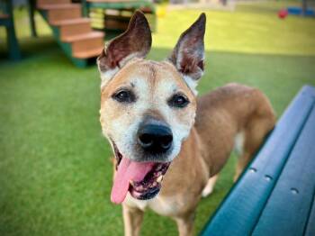 Rescue Labrador Retriever Dogs for Adoption in Orlando, Florida - BUMBLE BEE | PetCurious