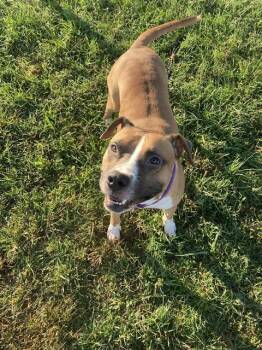 Rescue Pit Bull Terrier Dogs for Adoption in Louisville, Kentucky - HABEEB | PetCurious