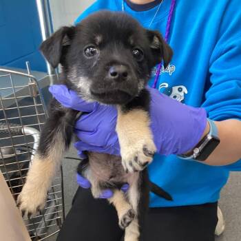 Terrier and Mixed Breed Dogs Available for Adoption - Santa Claws | PetCurious