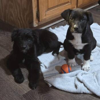 Labrador Retriever and Rough Collie Dogs Available for Adoption - Daffodil | PetCurious