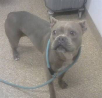 Pit Bull Terrier and Mixed Breed Dogs Available for Adoption in Albuquerque, New Mexico - DRACO | PetCurious