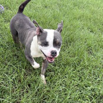 Champagne -  Pit Bull Terrier Dog for Adoption in Valdosta, Georgia - Champagne | PetCurious