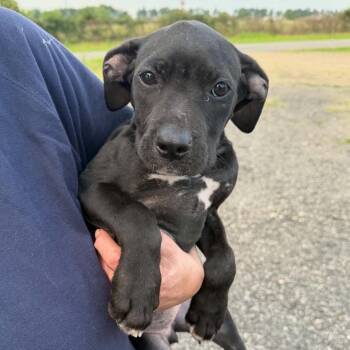 Cumulo -  Mixed Breed Dog Available for Adoption in Buffalo, Minnesota - Cumulo | PetCurious