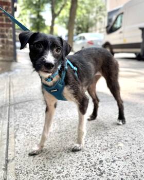 Splish Splash -  Wirehaired Terrier Dog for Adoption in New York, New York - Splish Splash | PetCurious