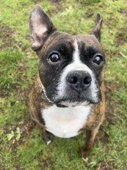 Boxer and Boston Terrier Dogs Available for Adoption - Boomer | PetCurious