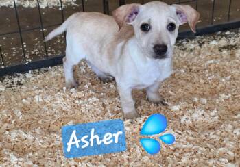 Asher -  Dachshund Dog for Adoption in Longmont, Colorado - Asher | PetCurious