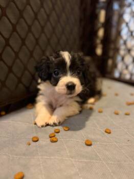 Border Collie and Terrier Dogs Available for Adoption - Sparky | PetCurious