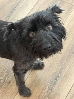 Terrier Dogs Available for Adoption in Omaha, Nebraska - Cora | PetCurious