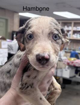 Rescue Catahoula Leopard Dog Dogs for Adoption in Crystal Springs, Mississippi - Hambone | PetCurious