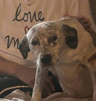 Rescue Australian Cattle Dog Blue Heeler Dogs for Adoption - Toby | PetCurious