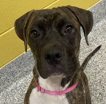 Pringle -  Boxer Dog for Adoption in Golden, Colorado - Pringle | PetCurious