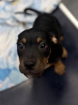 Mixed Breed Dogs Available for Adoption - CHARLA | PetCurious