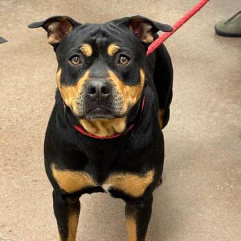 Rottweiler Dogs Available for Adoption in Chattanooga, Tennessee - Ruger | PetCurious