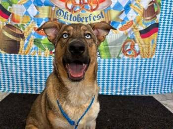 Rescue Terrier Dogs for Adoption in Kettering, Ohio - Thanos | PetCurious