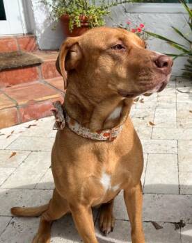 Rescue American Staffordshire Terrier Dogs for Adoption in Miami, Florida - Dolly | PetCurious