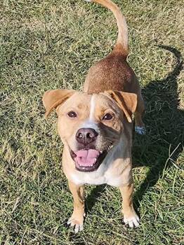 Rescue Labrador Retriever and Mixed Breed Dogs for Adoption in Brunswick, Georgia - IVY | PetCurious