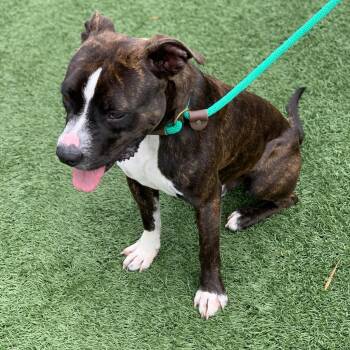 Rocky -  Pit Bull Terrier and Boston Terrier Dog for Adoption in Canton, Illinois - Rocky | PetCurious