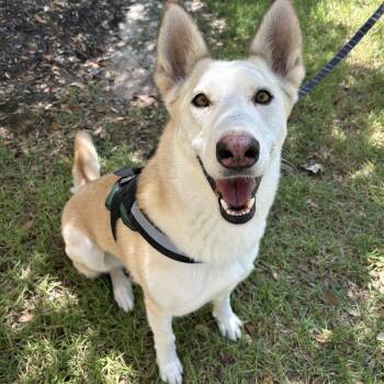 Peaches -  Husky Dog for Adoption in Bryan, Texas - Peaches | PetCurious
