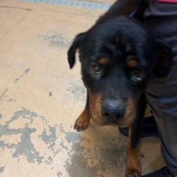 patchy -  Mixed Breed Dog for Adoption in Gadsden, Alabama - Patchy | PetCurious