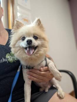 Gulliver -  Pomeranian Dog for Adoption in Grand Rapids, Michigan - Gulliver | PetCurious