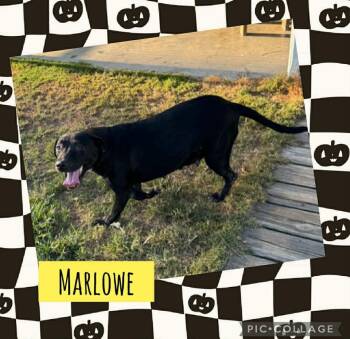 Rescue Labrador Retriever and Mixed Breed Dogs for Adoption in Orlando, Florida - Marlowe | PetCurious