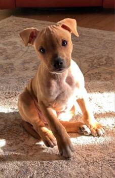 Mixed Breed Dogs Available for Adoption - Honey | PetCurious