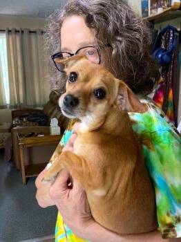 Chihuahua Dogs Available for Adoption in Bedford Hills, New York - Chloe | PetCurious