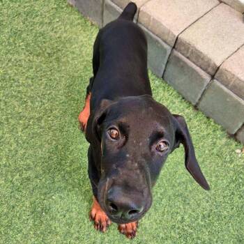 Poppy 3601 (Lee pup green) -  Doberman Pinscher Dog for Adoption in Oakland Park, Florida - Poppy 3601 (Lee Pup Green) | PetCurious