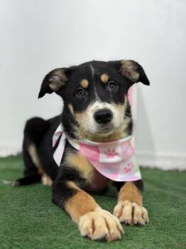 Gouda-One of our Amazing Rescue Dogs -  Bernese Mountain Dog and Australian Shepherd Dog for Adoption in Carlsbad, California - Gouda-One Of Our Amazing Rescue Dogs | PetCurious