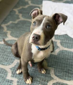 Benny -  Pit Bull Terrier Dog Available for Adoption in Palm Springs, Florida - Benny | PetCurious