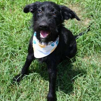 Chickidee -  Terrier and Standard Schnauzer Dog for Adoption in Beaumont, Texas - Chickidee | PetCurious