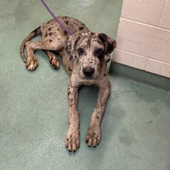 Harper -  Mixed Breed Dog for Adoption in Memphis, Tennessee - Harper | PetCurious