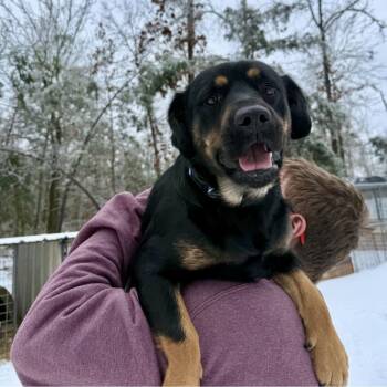 Rottweiler Dogs Available for Adoption - Zoe  | PetCurious